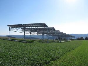 ©  Fraunhofer ISE / Die Agrophotovoltaik-Pilotanlage in Heggelbach am Bodensee kombiniert Strom- und Nahrungsmittelproduktion