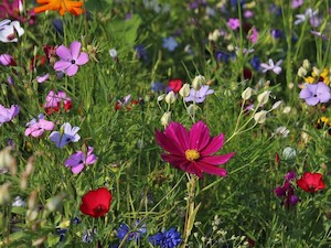 © pasja1000 auf Pixabay / Wildblumen im Garten