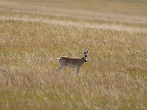 © Senckenberg/Dejid / Eine weibliche mongolische Gazelle (Procapra gutturosa) mit Sender