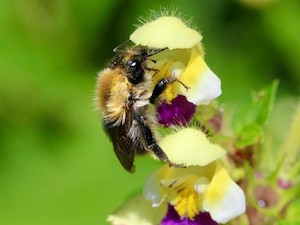 © Sabine Nooten Univ. Würzburg/ Die Ackerhummel (Bombus pascuorum) auf dem Bunten Hohlzahn (Galeopsis speciosa). Wird es zu heiß, können die Insekten die Duftstoffe der Blüten kaum noch wahrnehmen