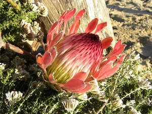 © leondekock auf pixabay/ Königsprotea (Protea cynaroides), südafrikanische Nationalblume und eine der untersuchten Arten im südafrikanischen Fynbos.
