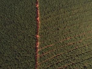 © Faber-Castell / Dank 10.000 Hektar eigener Forste produziert das Unternehmen schon seit Jahren klimaneutral.