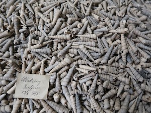 © NHM Wien, Alice Schumacher/ Lade mit hunderten Schalen von Turmschnecken aus Ottakring im Naturhistorischen Museum Wien. Die Schalen sind 14 Millionen Jahre alt