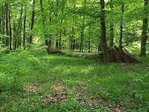 © Michael Elmer/ Die artenreichen Buchenwälder in den neu ausgewiesenen Wildnisgebieten der Egge Vorberge zeichnen sich durch sehr naturnahe Waldstruktur aus. Sie dienen im Projekt als naturnahe Referenz für stärker genutzte Waldbestände