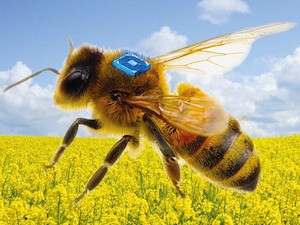 © Micro-Sesys GmbH/ Konzept eines bienengetragenen RFID-Sensors, der unterstützt durch eine miniaturisierte Batterie des Fraunhofer IZMs die Forschung zur Bienengesundheit vorantreiben soll
