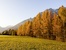 Innsbruck Tourismus Klaus Kranebitter/  Ein jährliches Naturschauspiel: Die Lärchen am Mieminger Sonnenplateau erstrahlen für kurze Zeit in prächtigen Farben. 