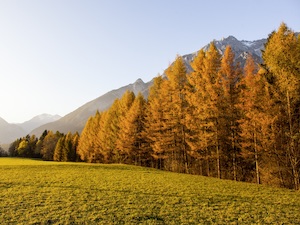 © Innsbruck Tourismus Klaus Kranebitter/  Ein jährliches Naturschauspiel: Die Lärchen am Mieminger Sonnenplateau erstrahlen für kurze Zeit in prächtigen Farben. 