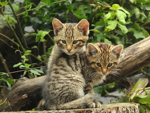 © NP Thayatal Christian Uebl / Junge Wildkatzen